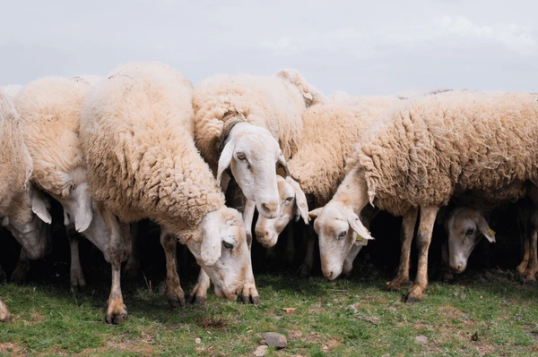 flock sheep peacefully grazes lush 600nw 2649216925